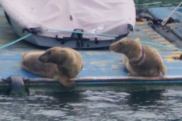 23 April 2022 - 09-42-20 – Copy
But then I zoomed in - pretty certain that is not some sort of collar on the little lad / lass on the right...it's a wound.
----------------------
Seals on RDYC Kingswear dinghy pontoon